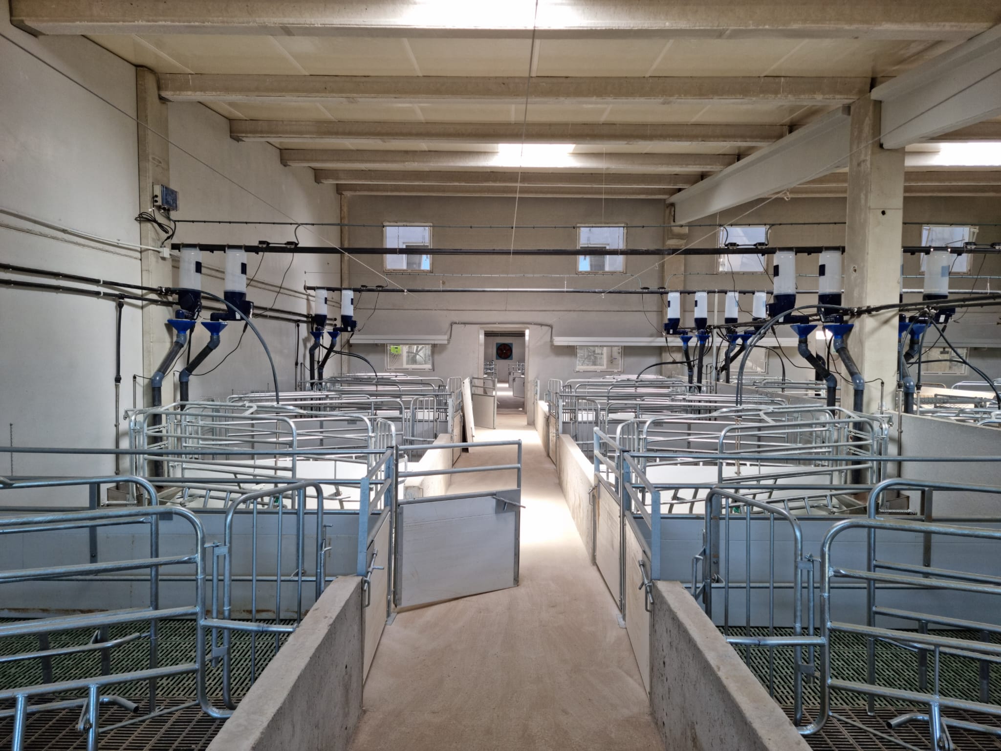 gestal focus