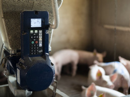 Gestal-engorde-transicion