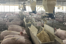 alimentación de precisión