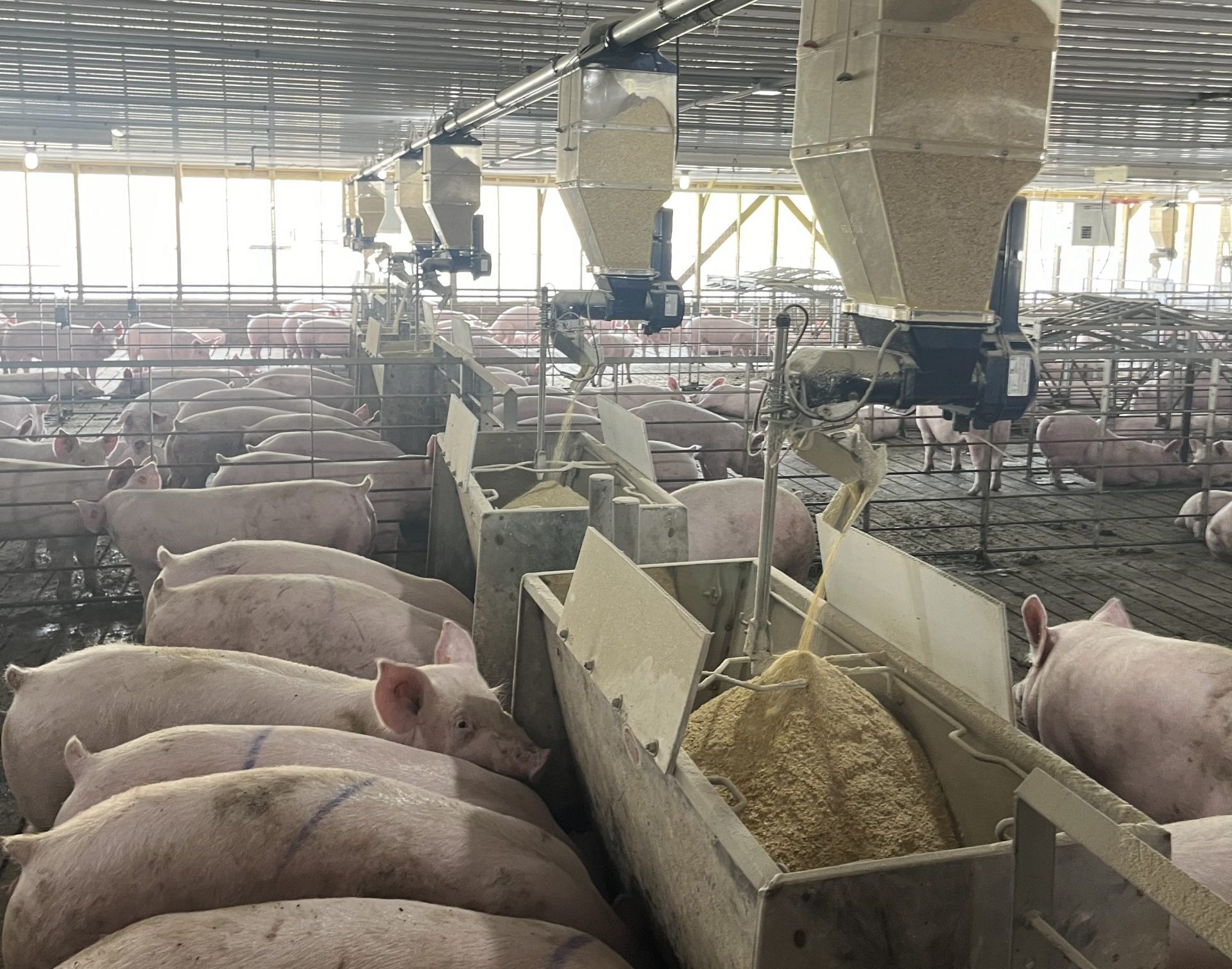 alimentaci&oacute;n de precisi&oacute;n
